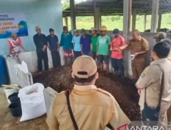 Petani Belitung Kreatif: Menghasilkan Pupuk Organik Sendiri untuk Menyiasati Harga Pupuk yang Melonjak