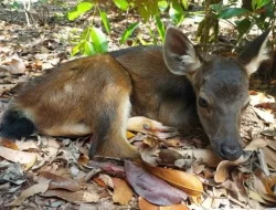 Penangkaran Rusa Sambar PT Timah Tbk: Sukses Melahirkan Tiga Generasi Baru!