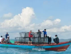 Penyelamatan Laut: PT Timah dan Nelayan Bangka Tenggelamkan Rumah Cumi untuk Peningkatan Hasil Tangkapan